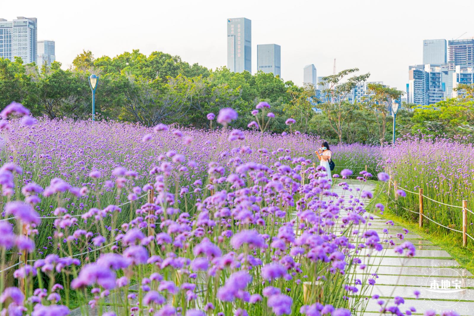 流花山马鞭草花海