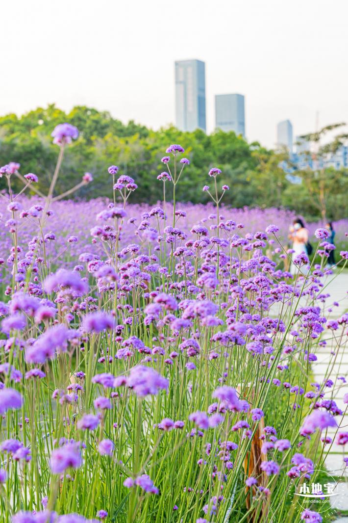 流花山马鞭草花海