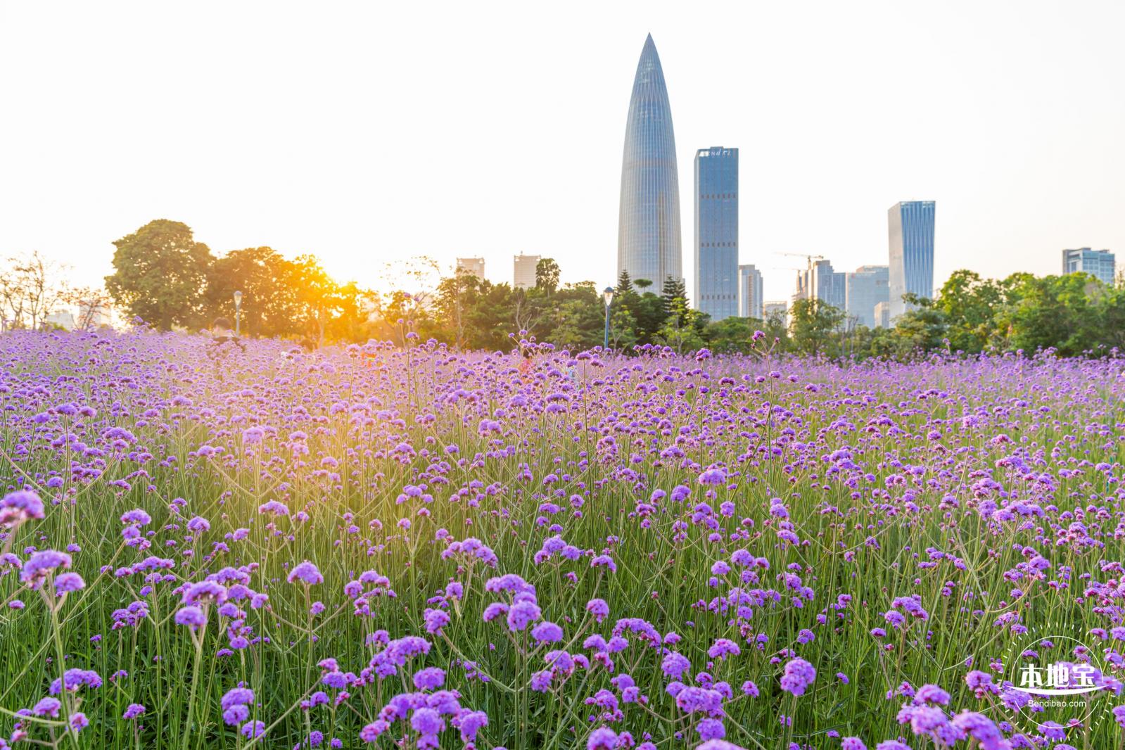 流花山马鞭草花海