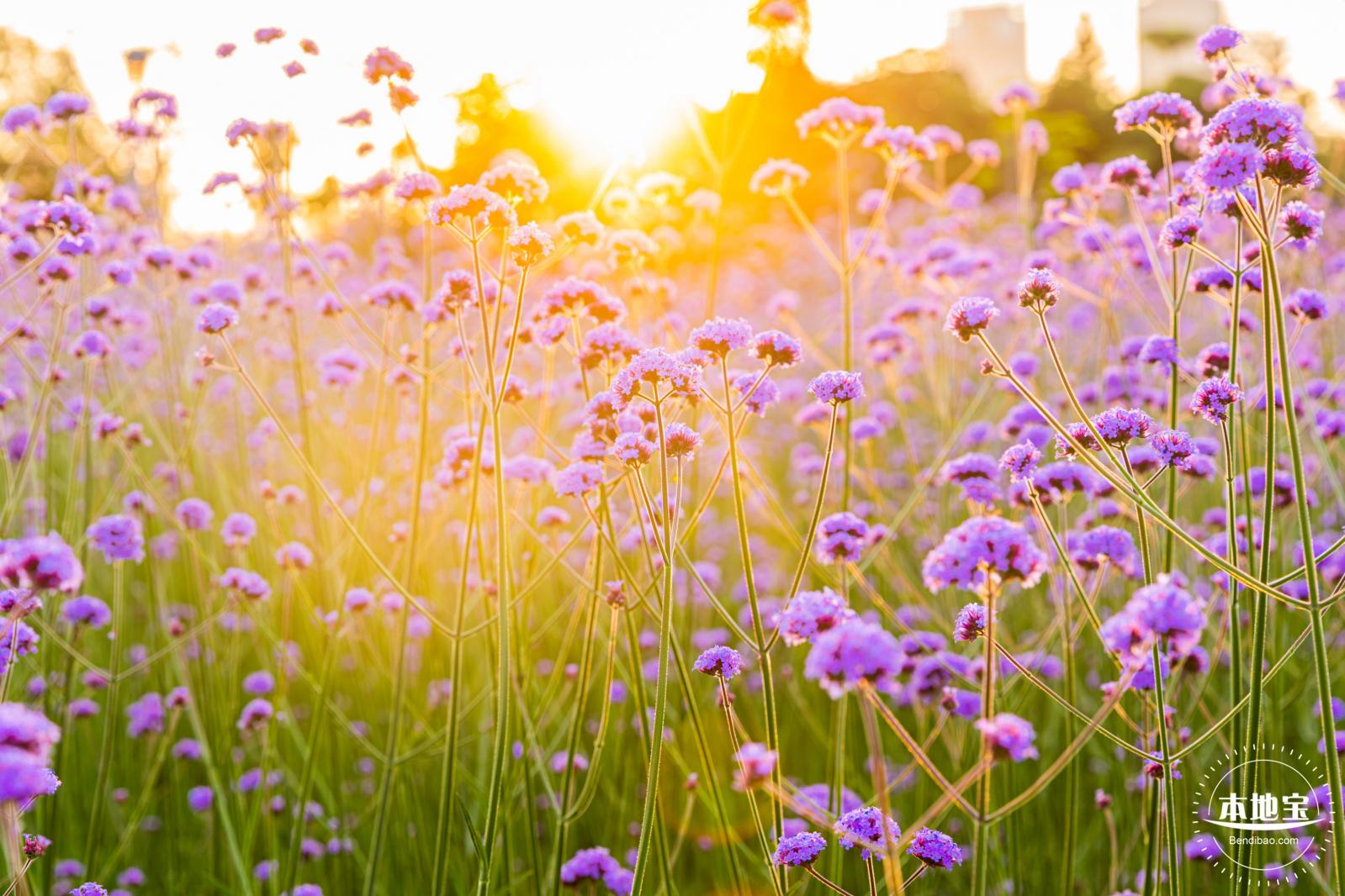流花山马鞭草花海