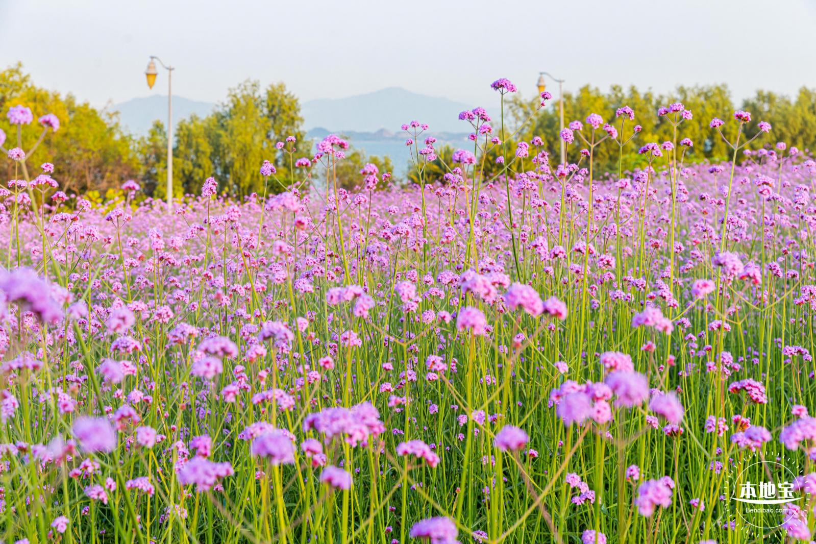 流花山马鞭草花海
