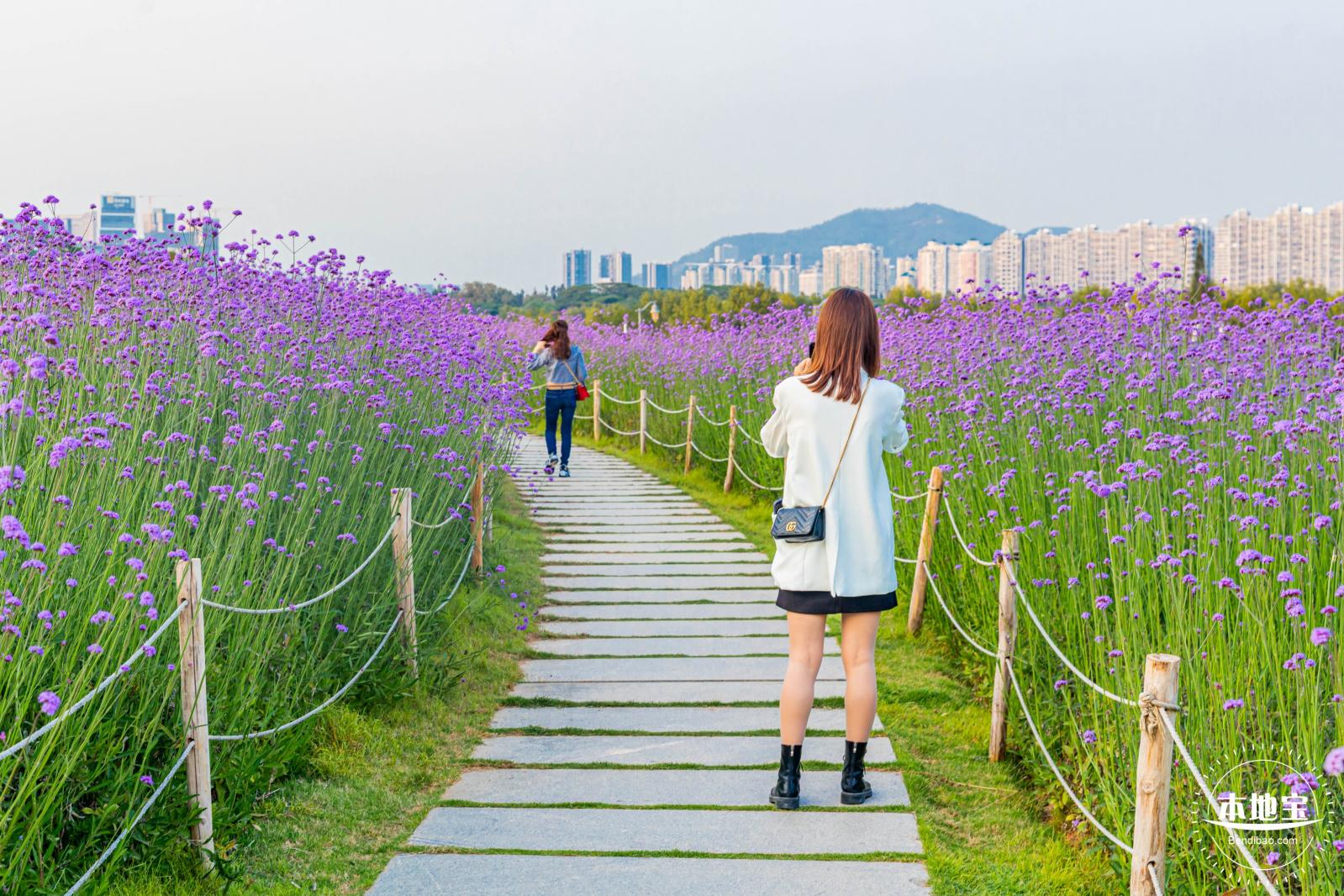 流花山马鞭草花海