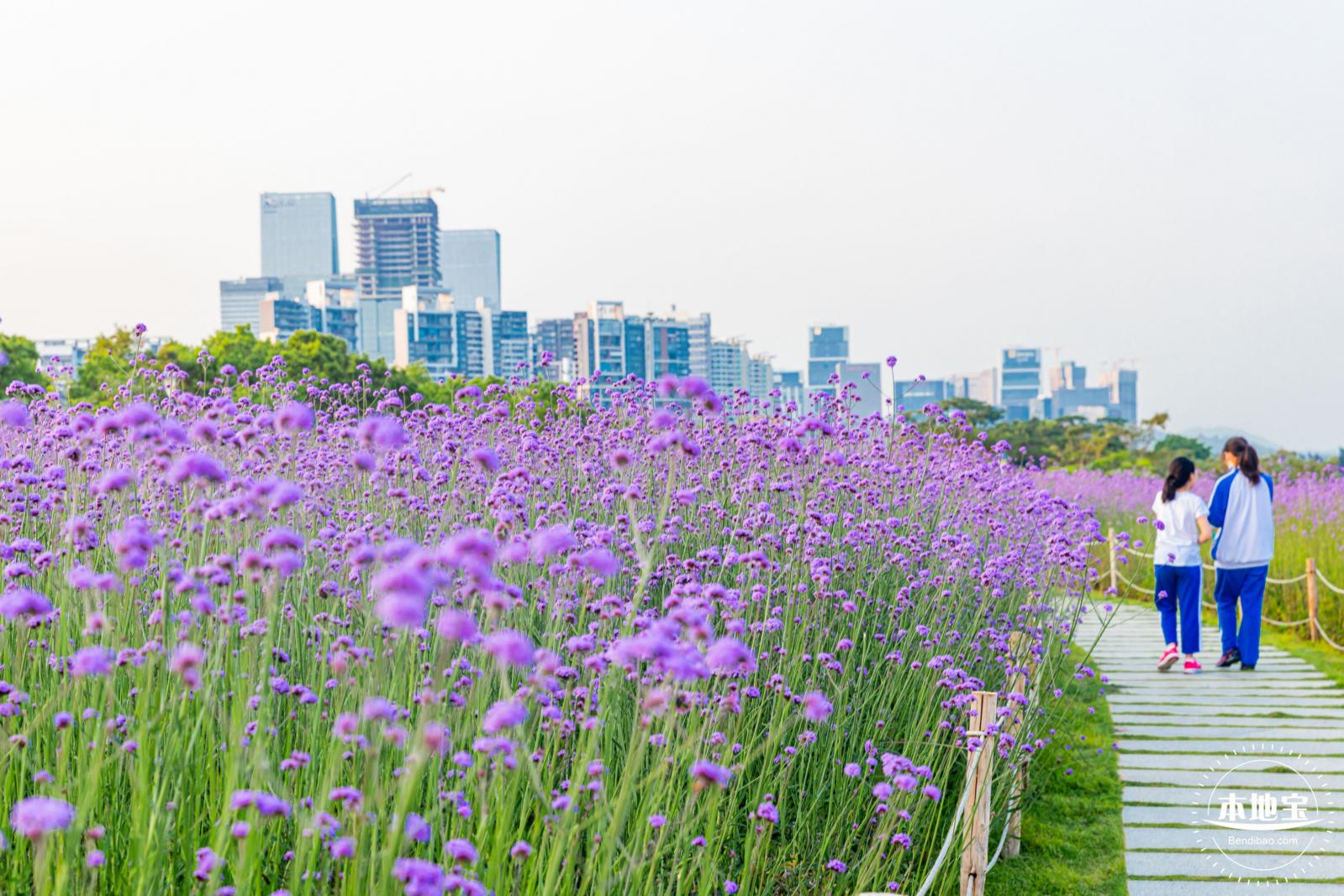 流花山马鞭草花海