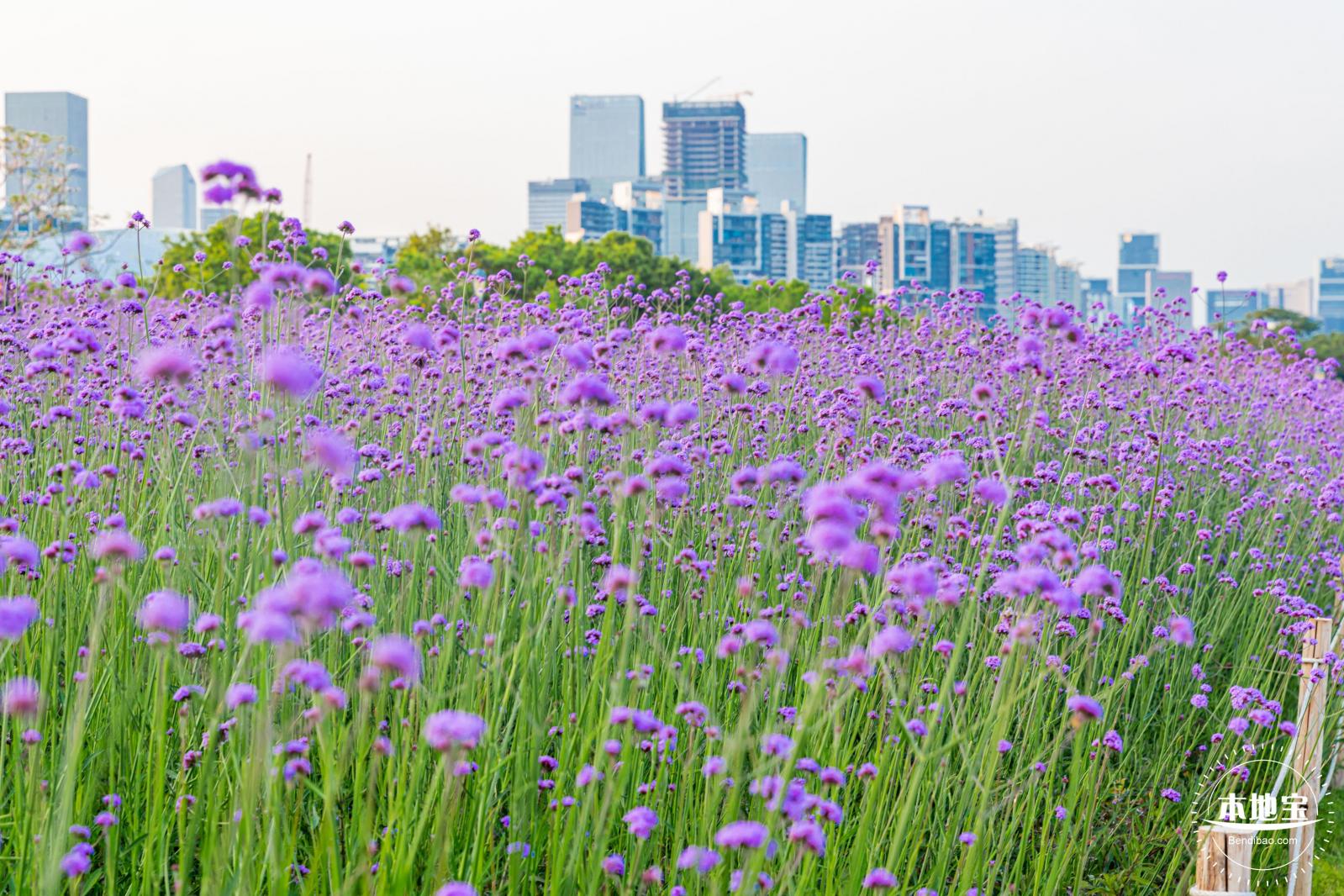 流花山马鞭草花海