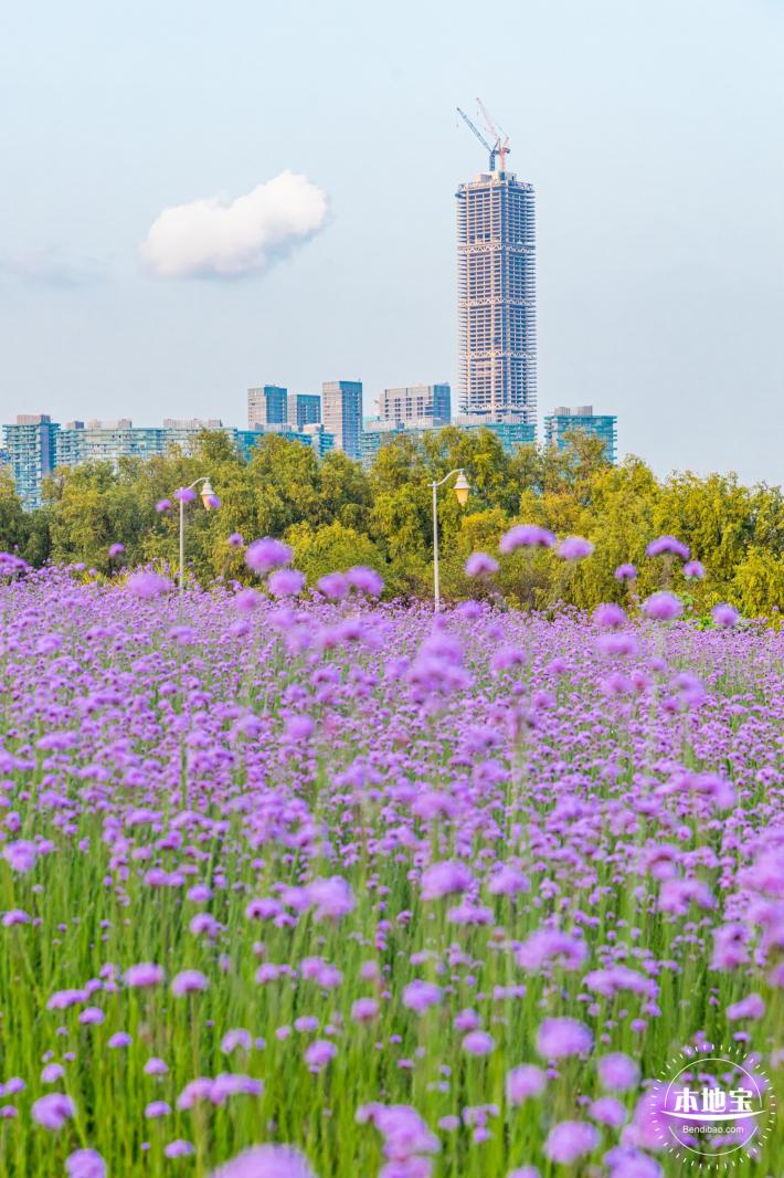 流花山马鞭草花海