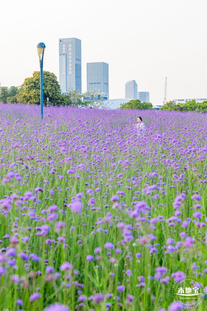 流花山马鞭草花海