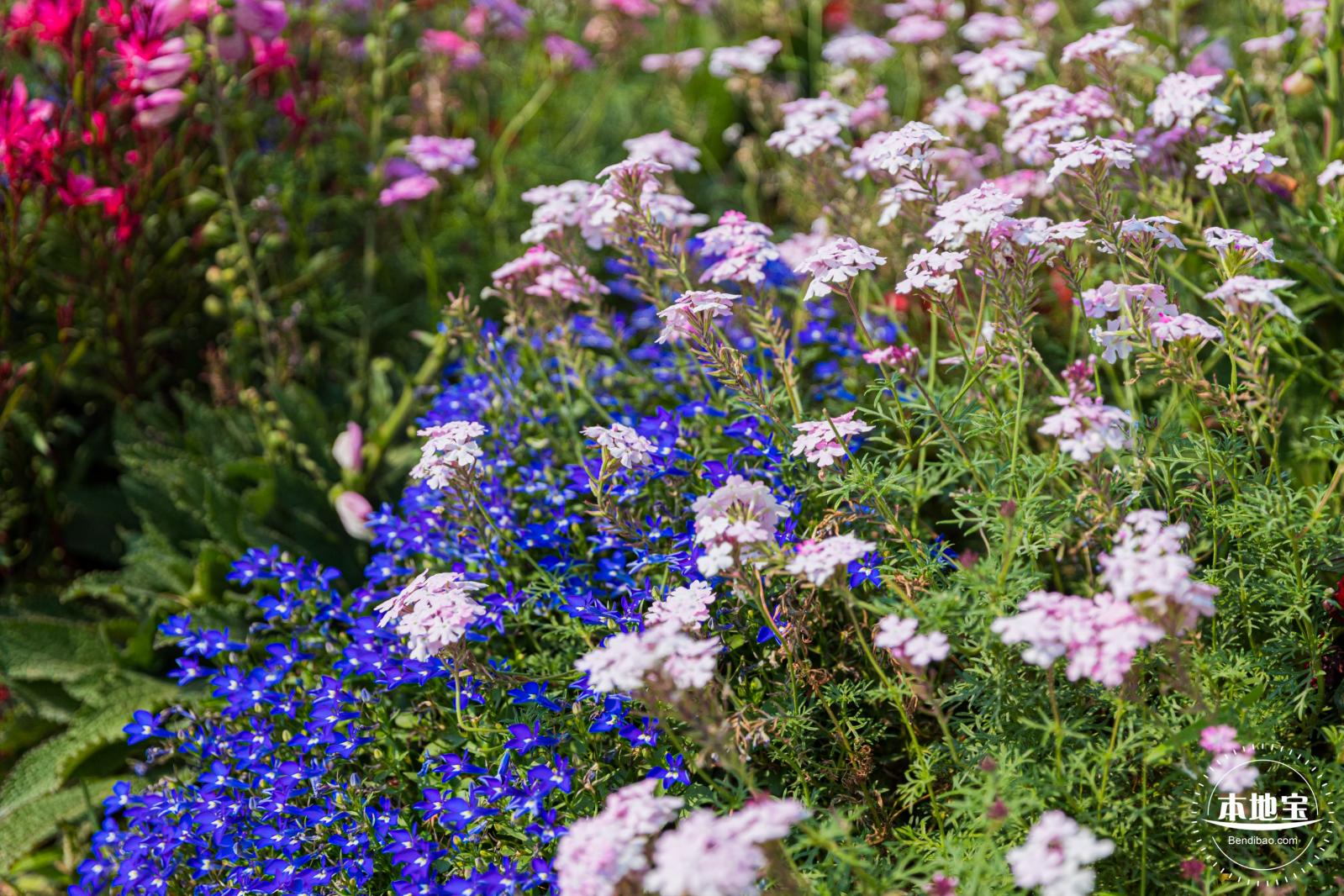 立新湖公园月季花海