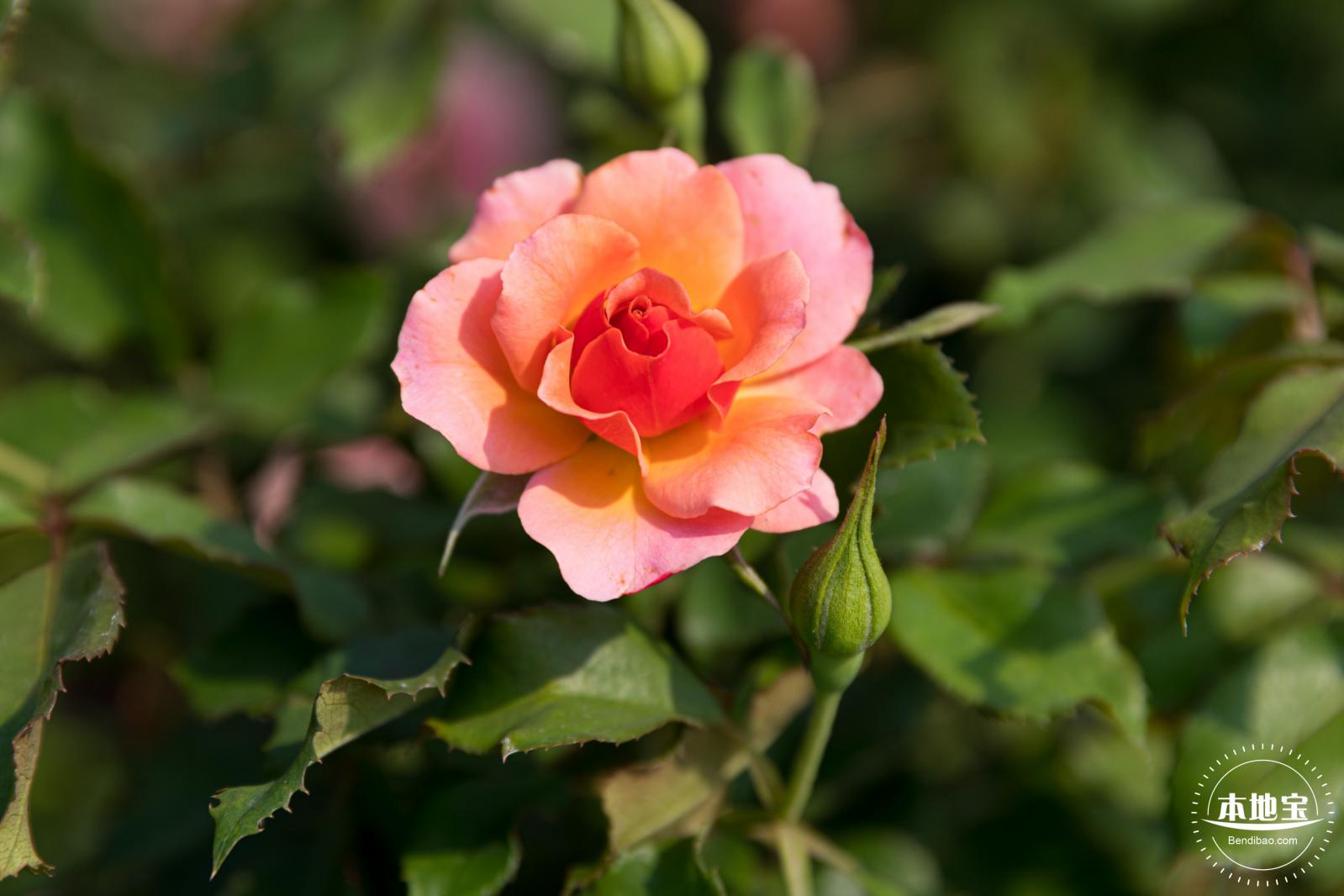 立新湖公园月季花海