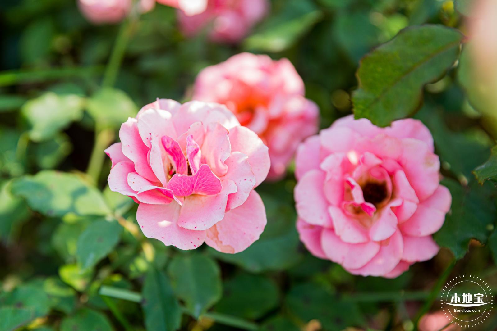 立新湖公园月季花海