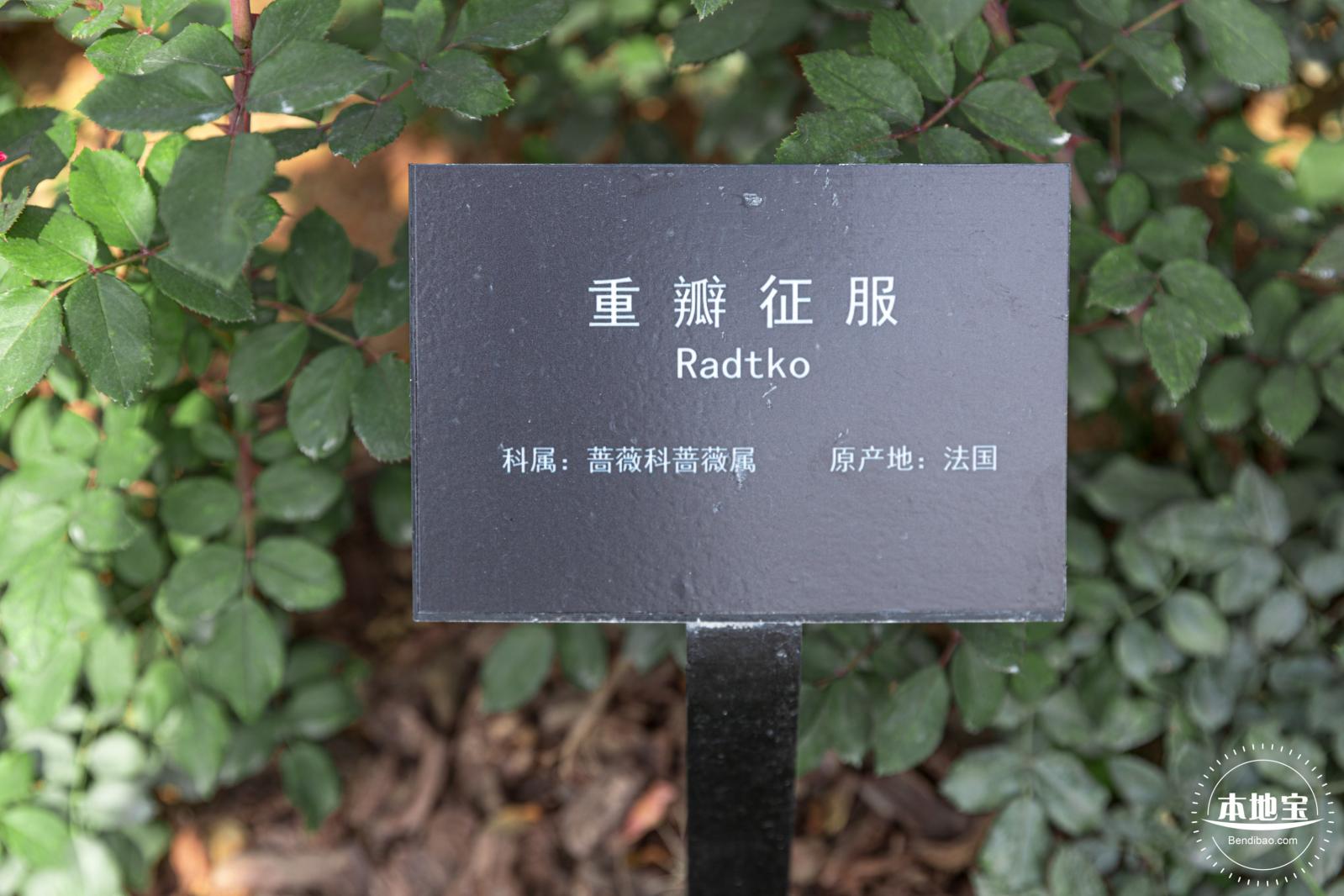 立新湖公园月季花海