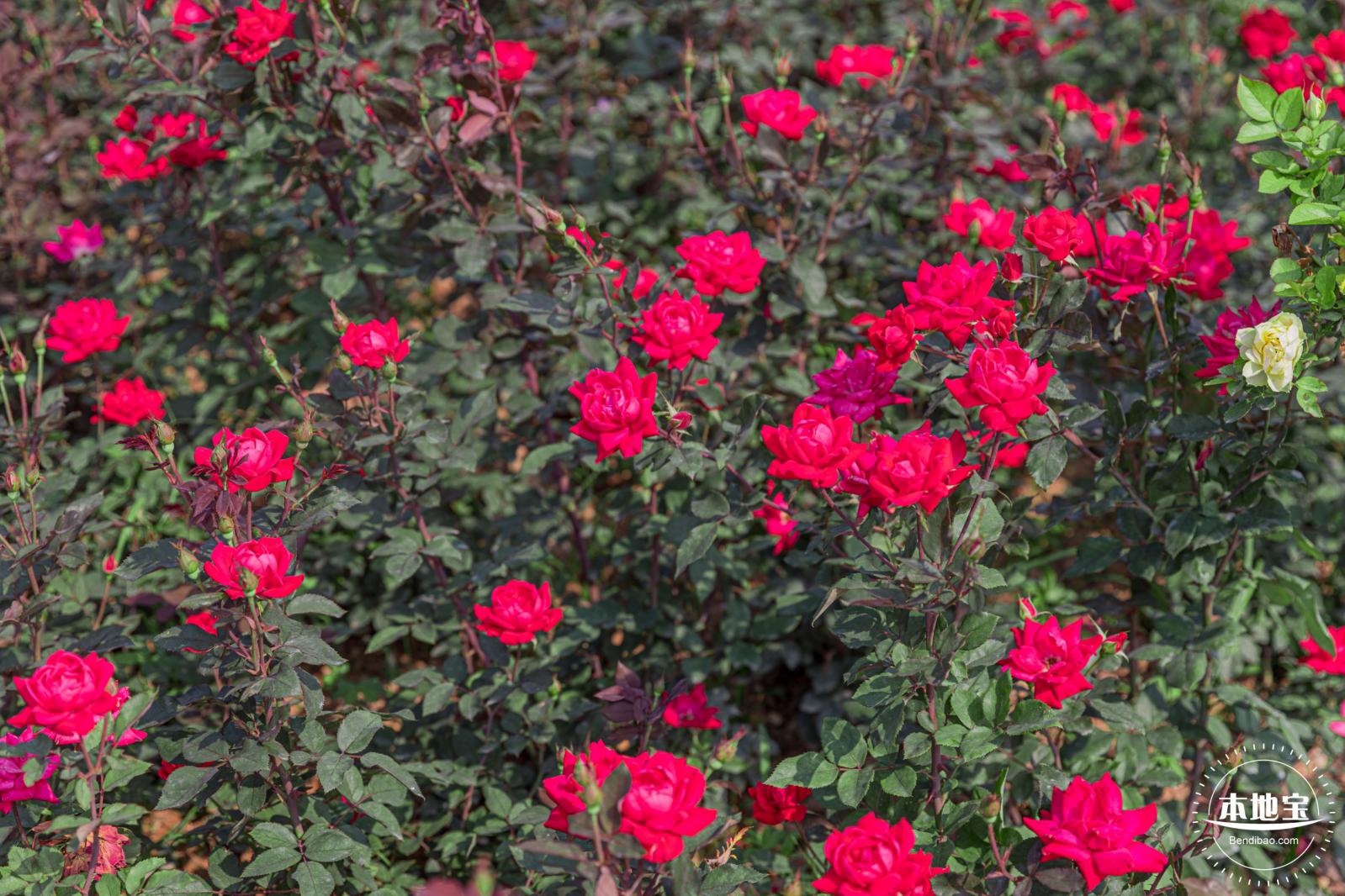 立新湖公园月季花海