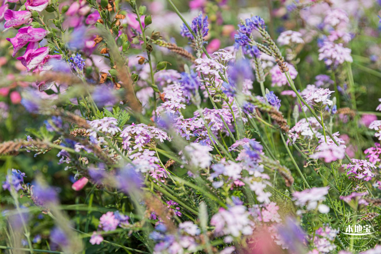 立新湖公园月季花海