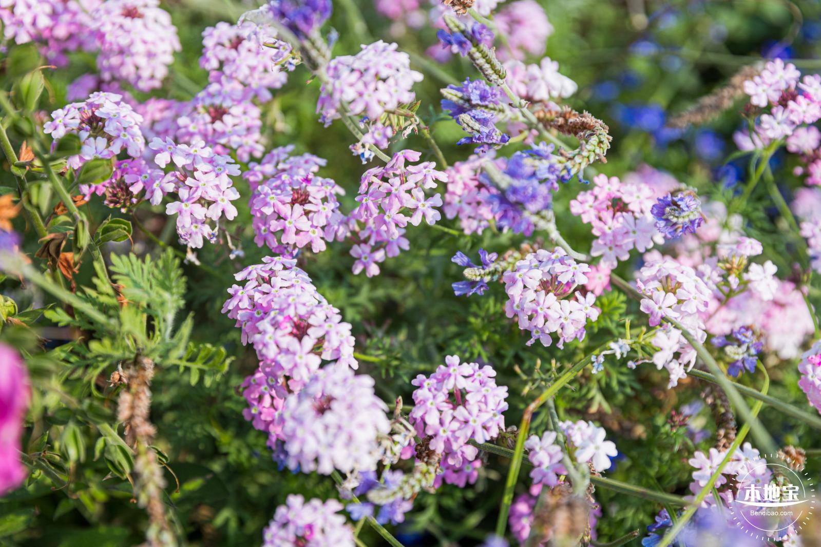 立新湖公园月季花海