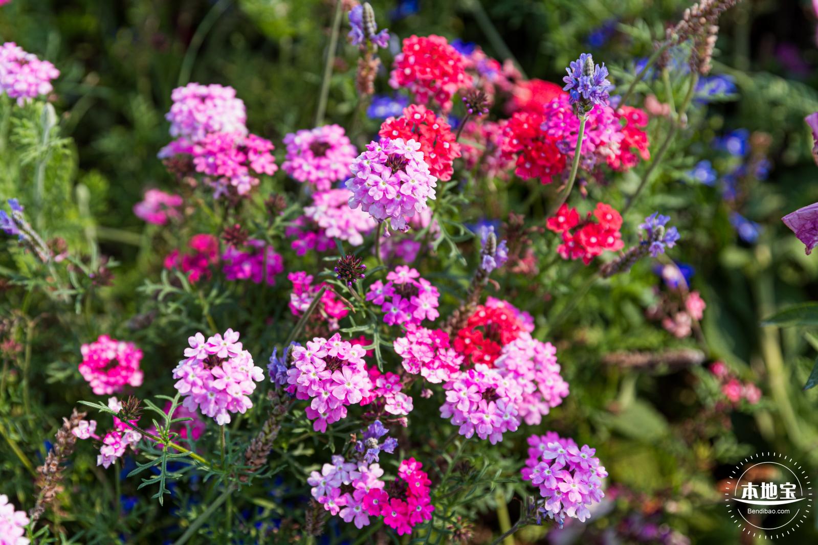 立新湖公园月季花海