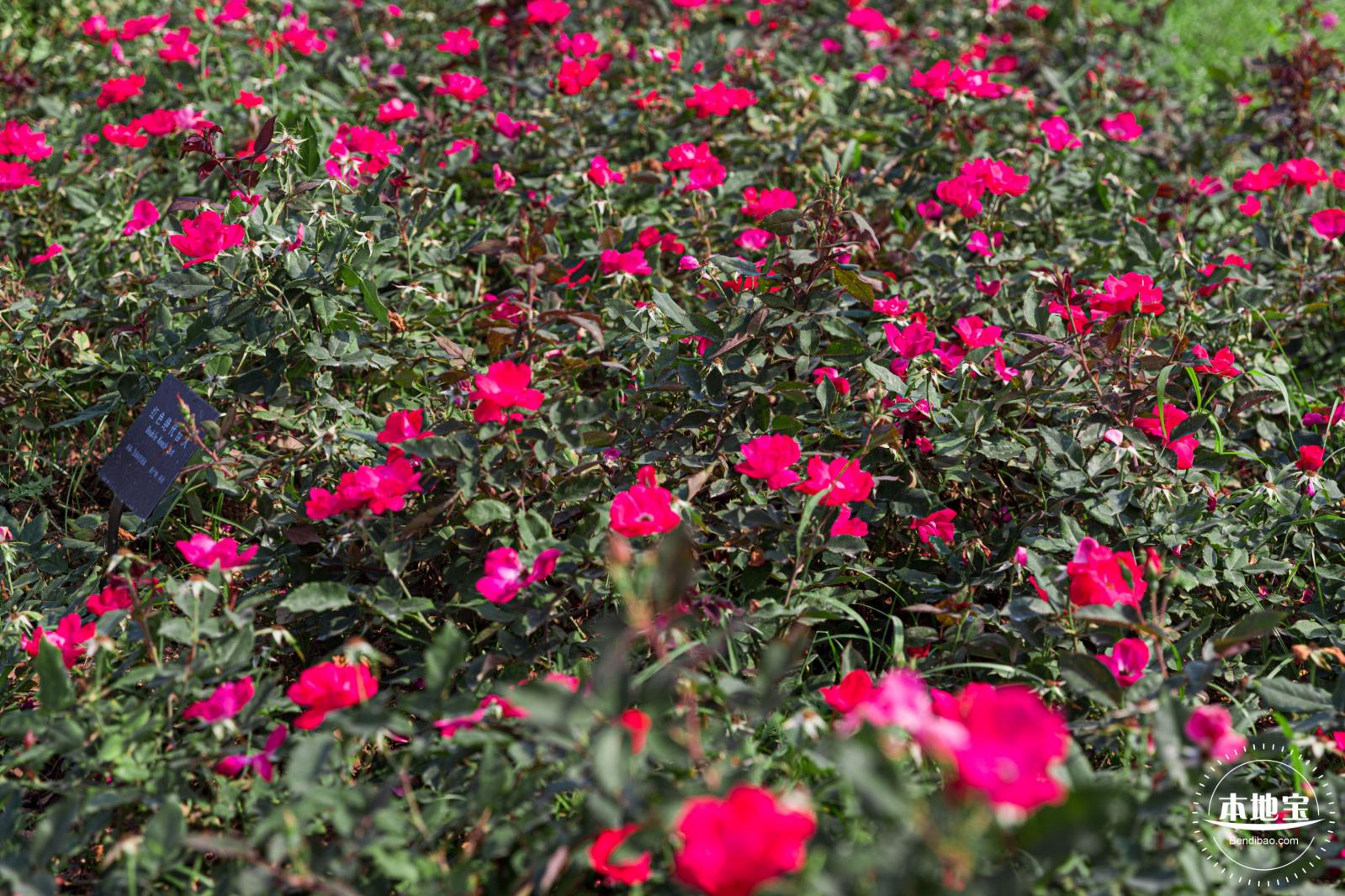 立新湖公园月季花海