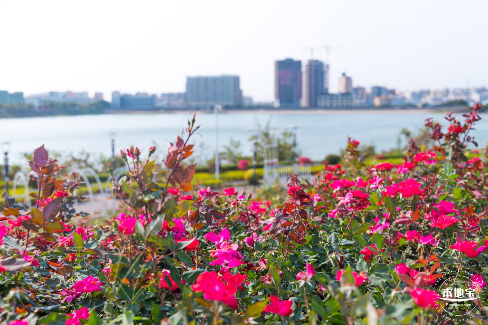 立新湖公园月季花海