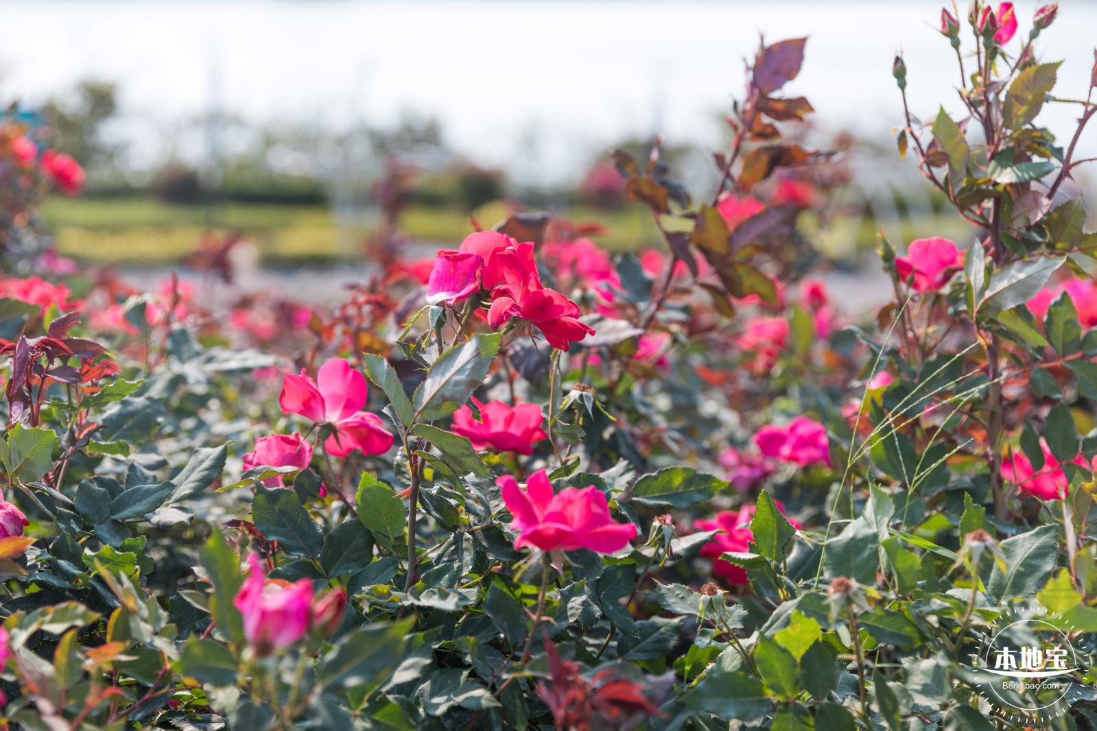 立新湖公园月季花海