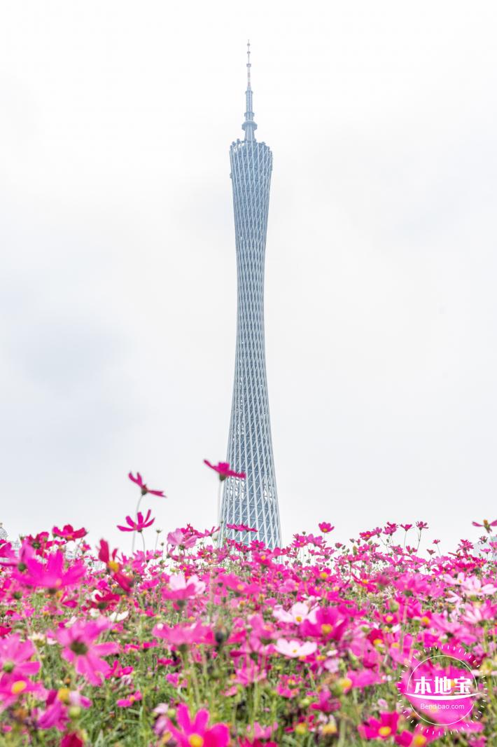 海心沙亚运公园花海
