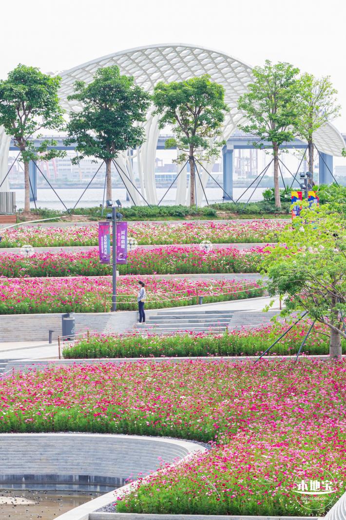 格桑花花海-宝安滨海文化公园