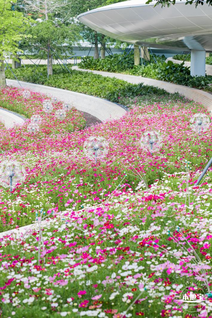 格桑花花海-宝安滨海文化公园