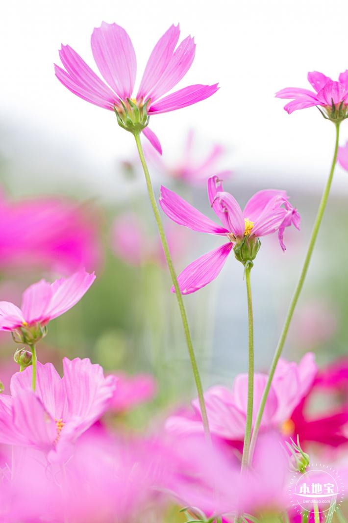 格桑花花海-宝安滨海文化公园