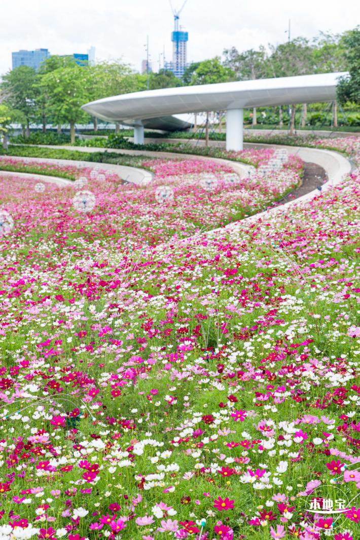 格桑花花海-宝安滨海文化公园
