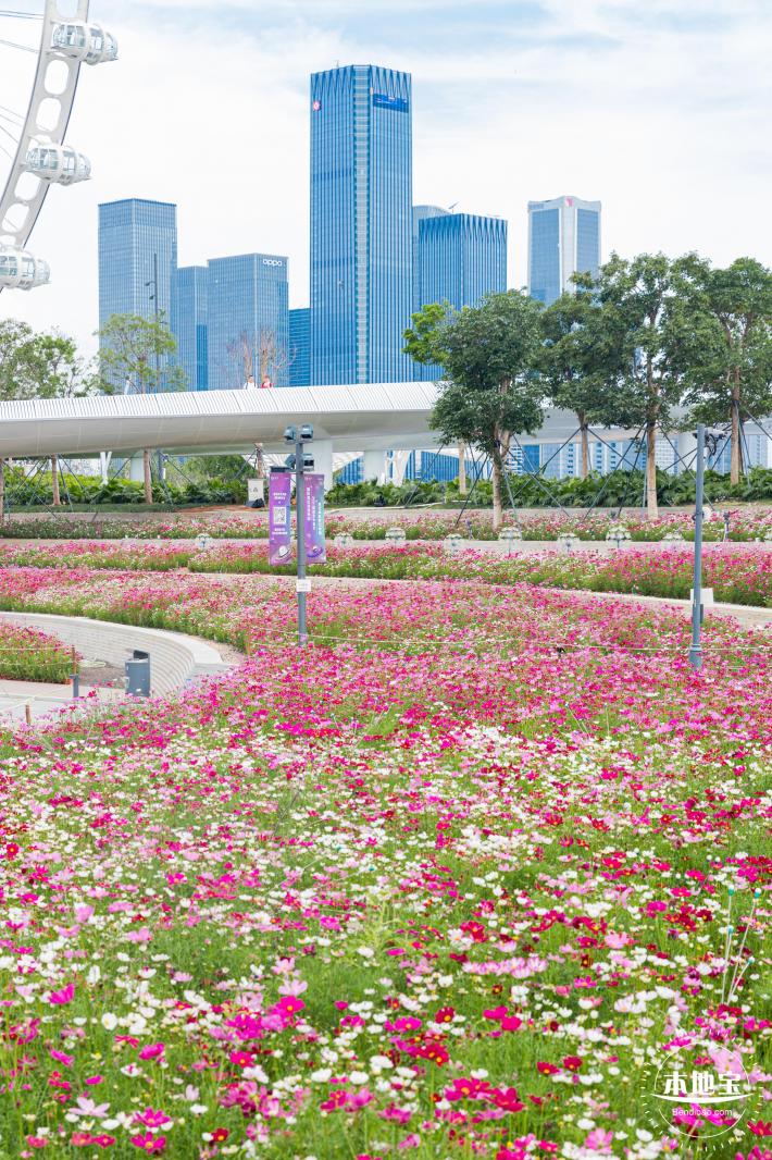 格桑花花海-宝安滨海文化公园