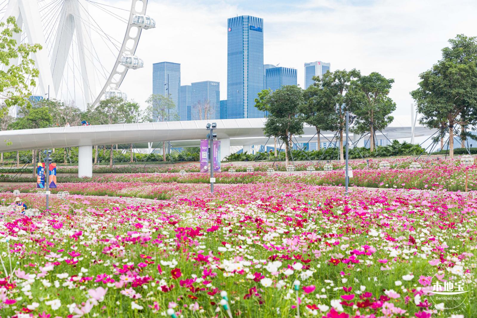 格桑花花海-宝安滨海文化公园