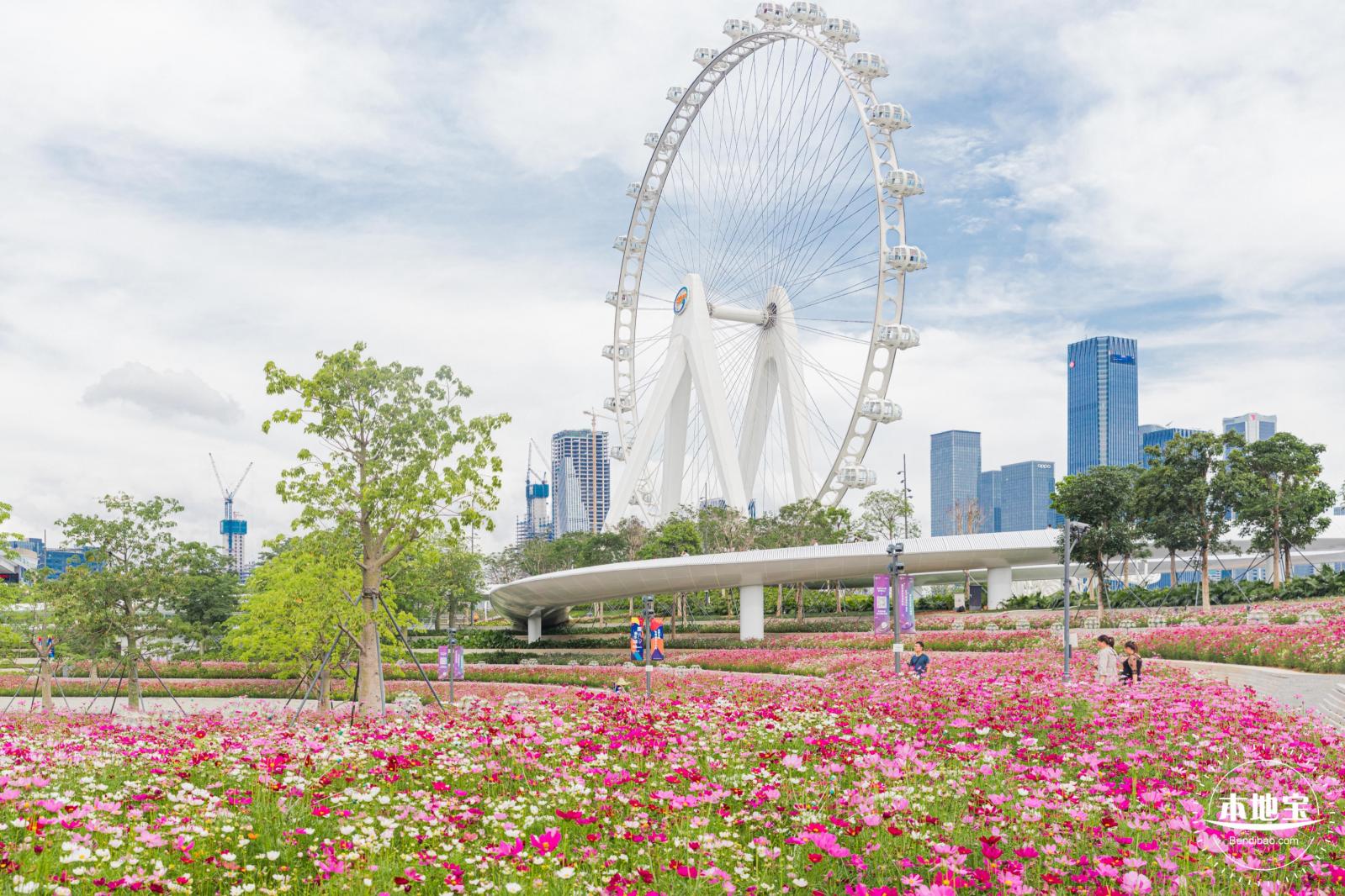 格桑花花海-宝安滨海文化公园