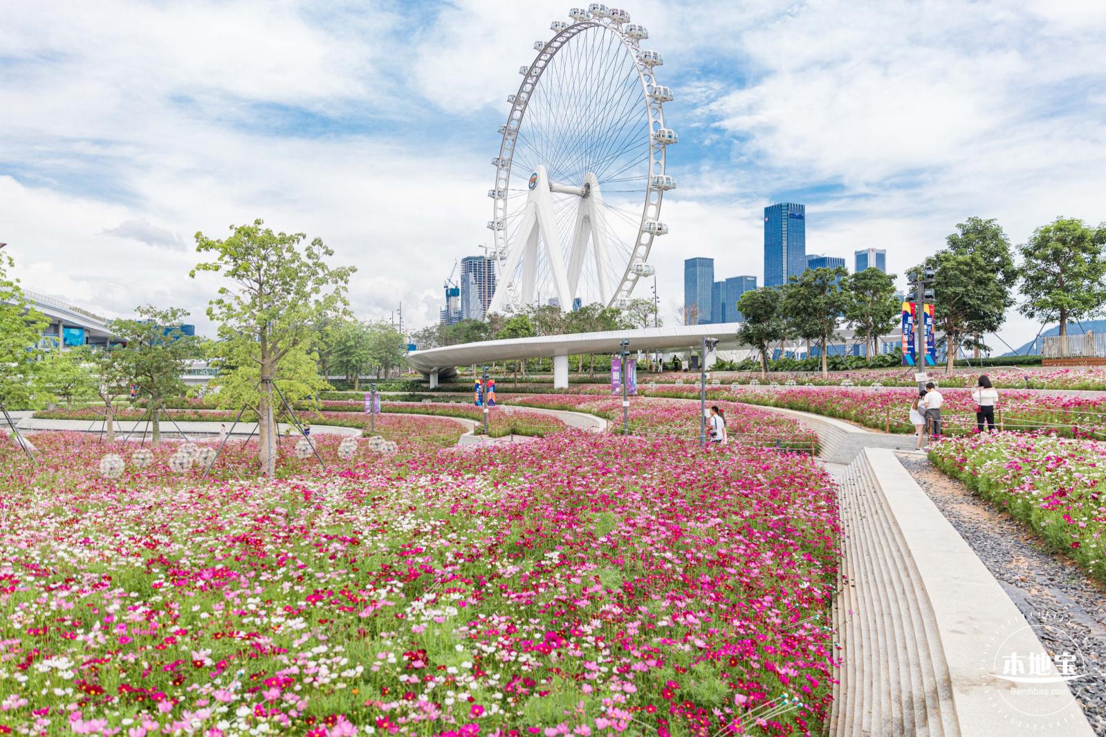 格桑花花海-宝安滨海文化公园