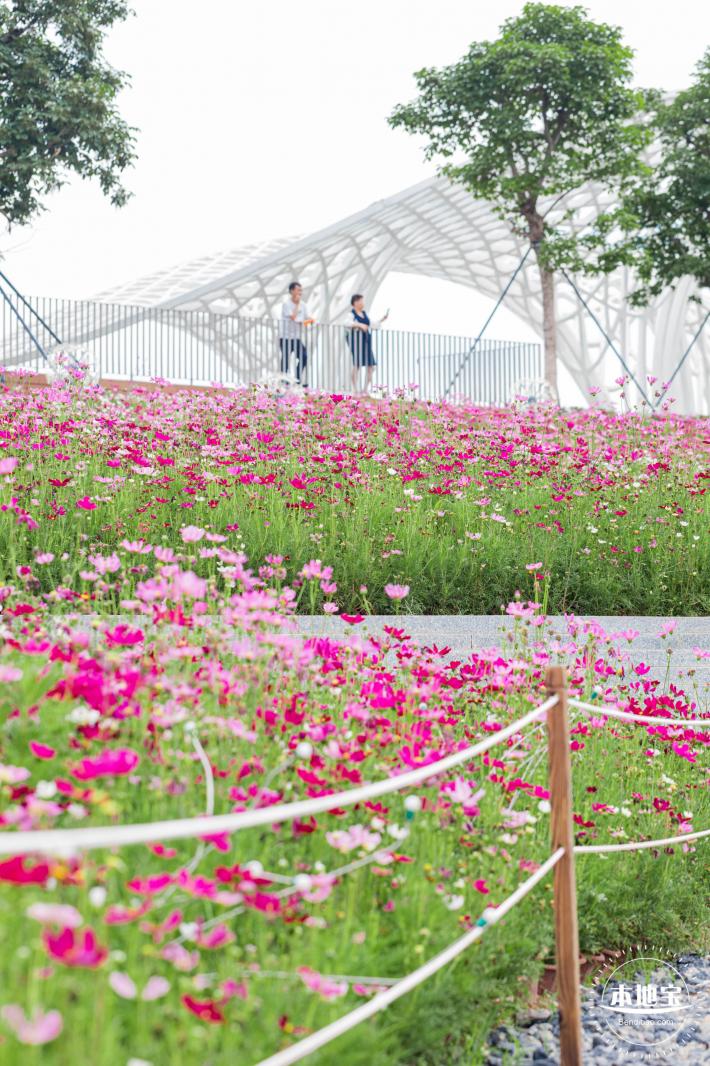 格桑花花海-宝安滨海文化公园