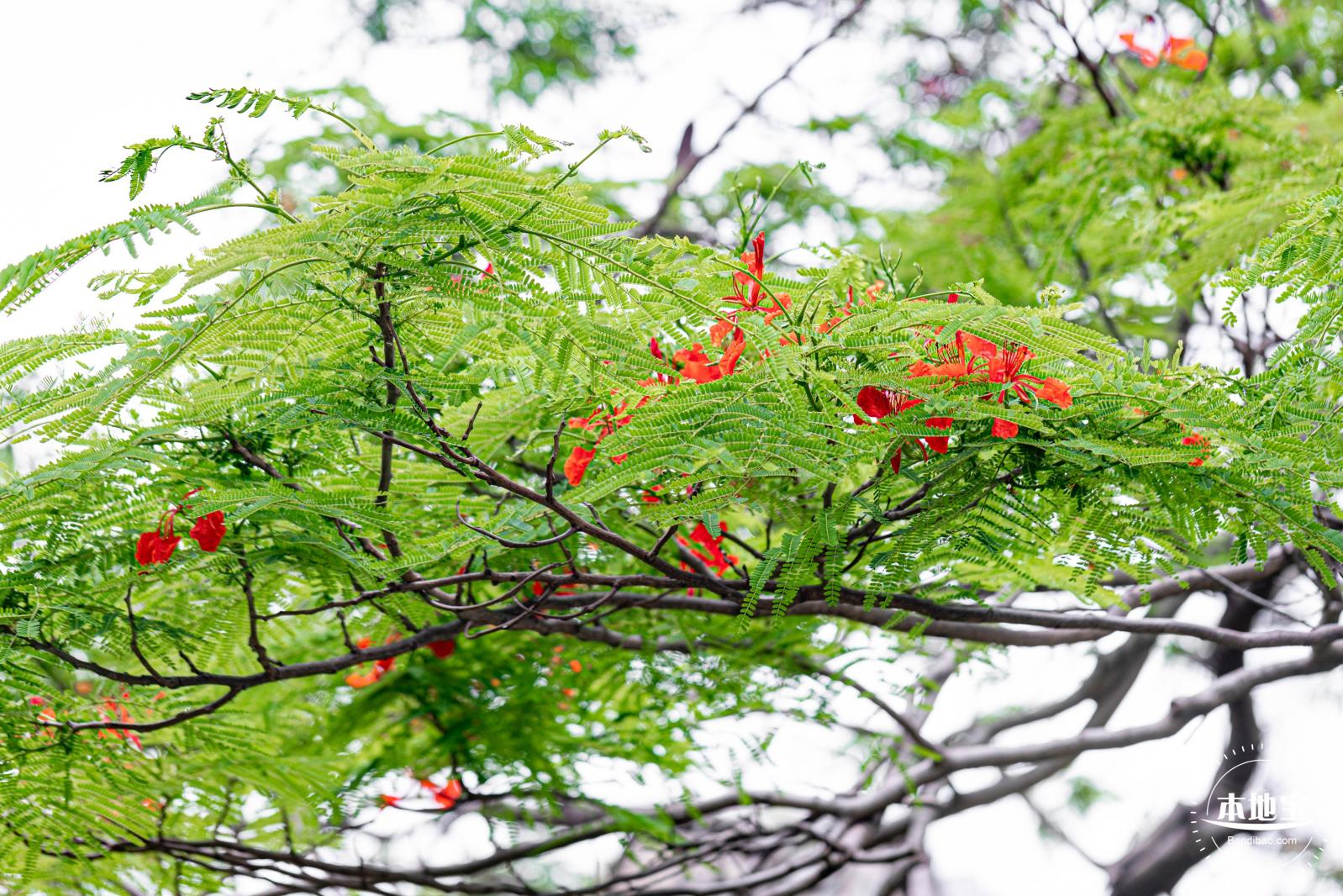 华侨城凤凰花