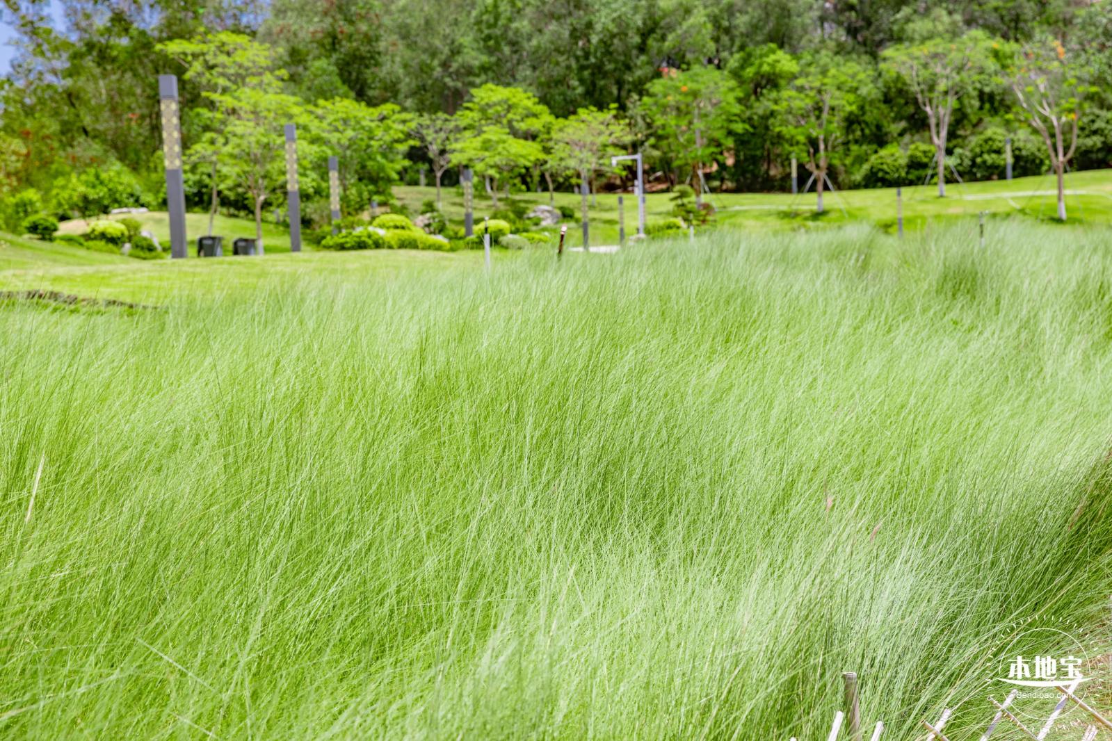 红花山绿色花海