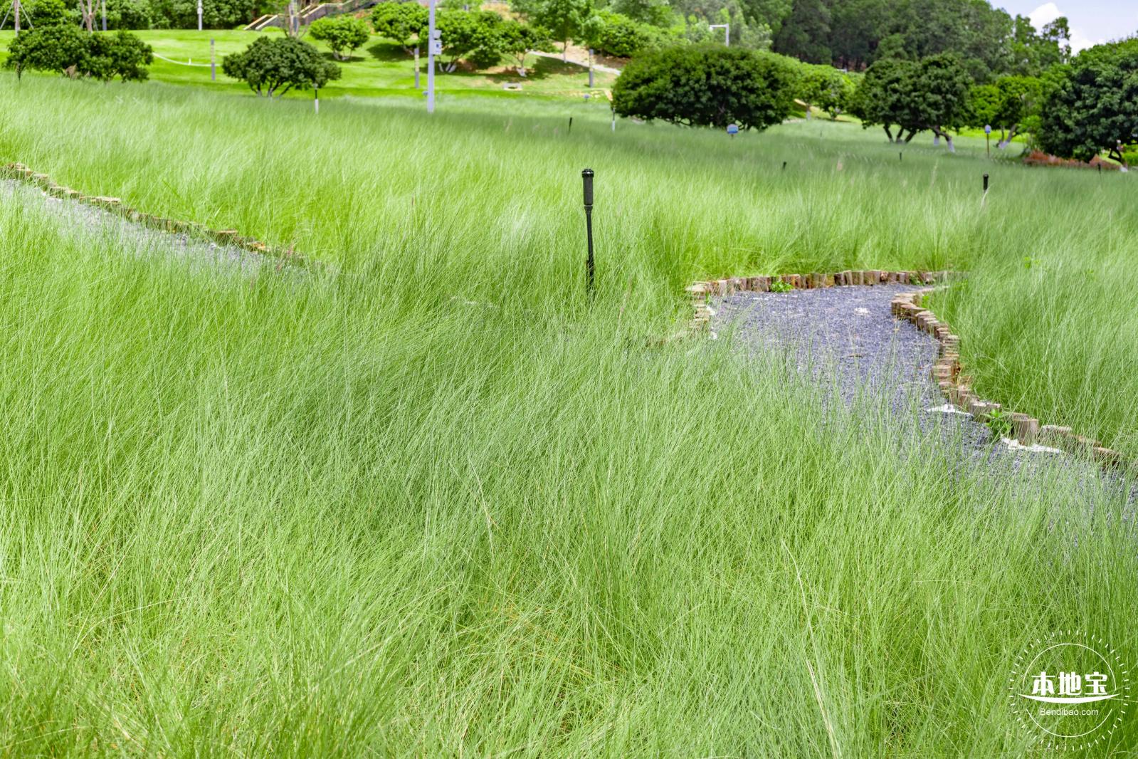 红花山绿色花海