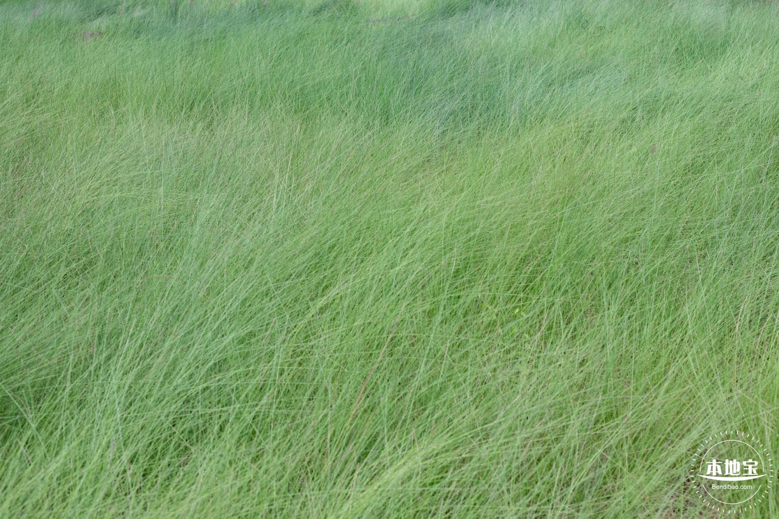 红花山绿色花海