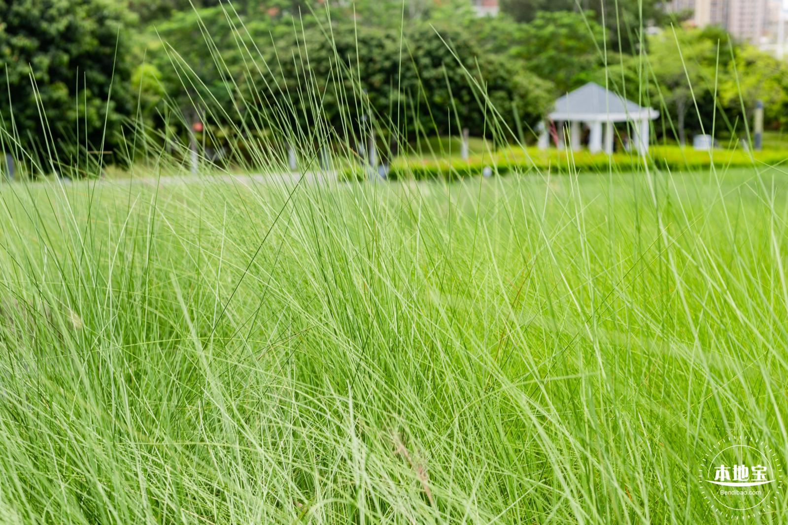 红花山绿色花海