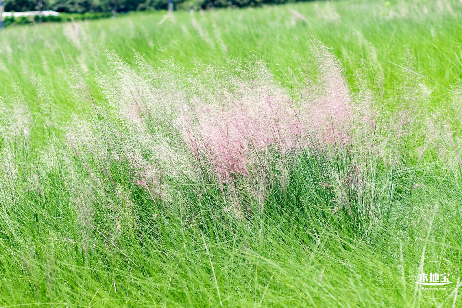 红花山绿色花海