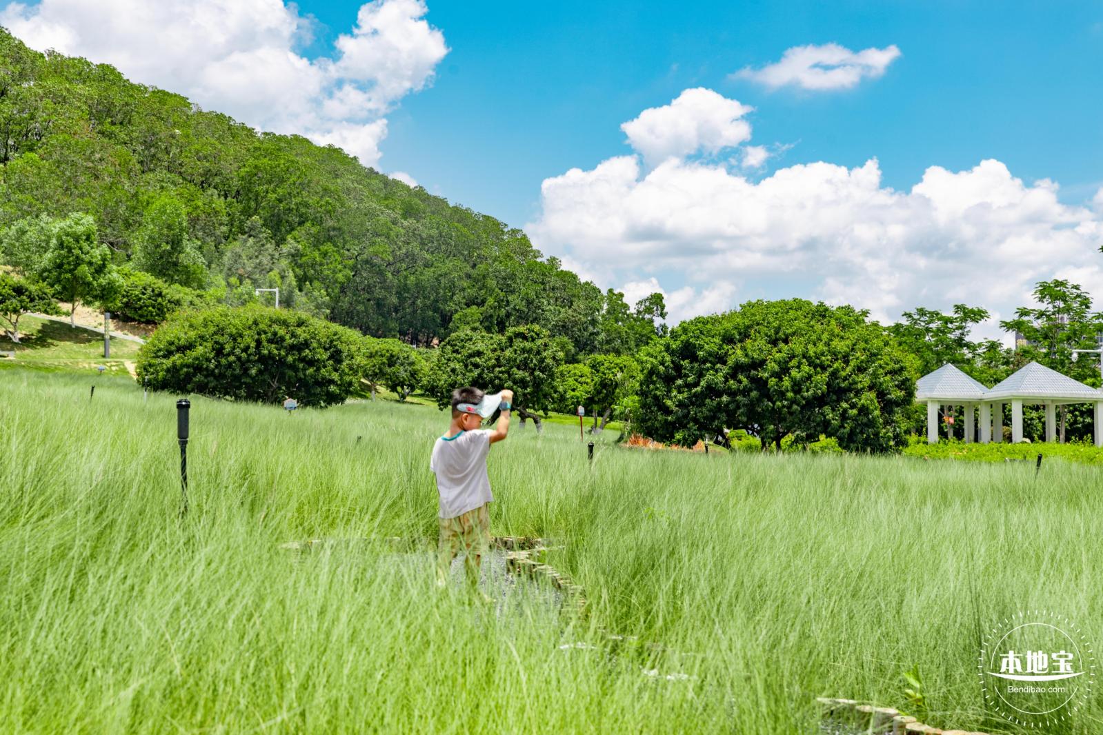 红花山绿色花海