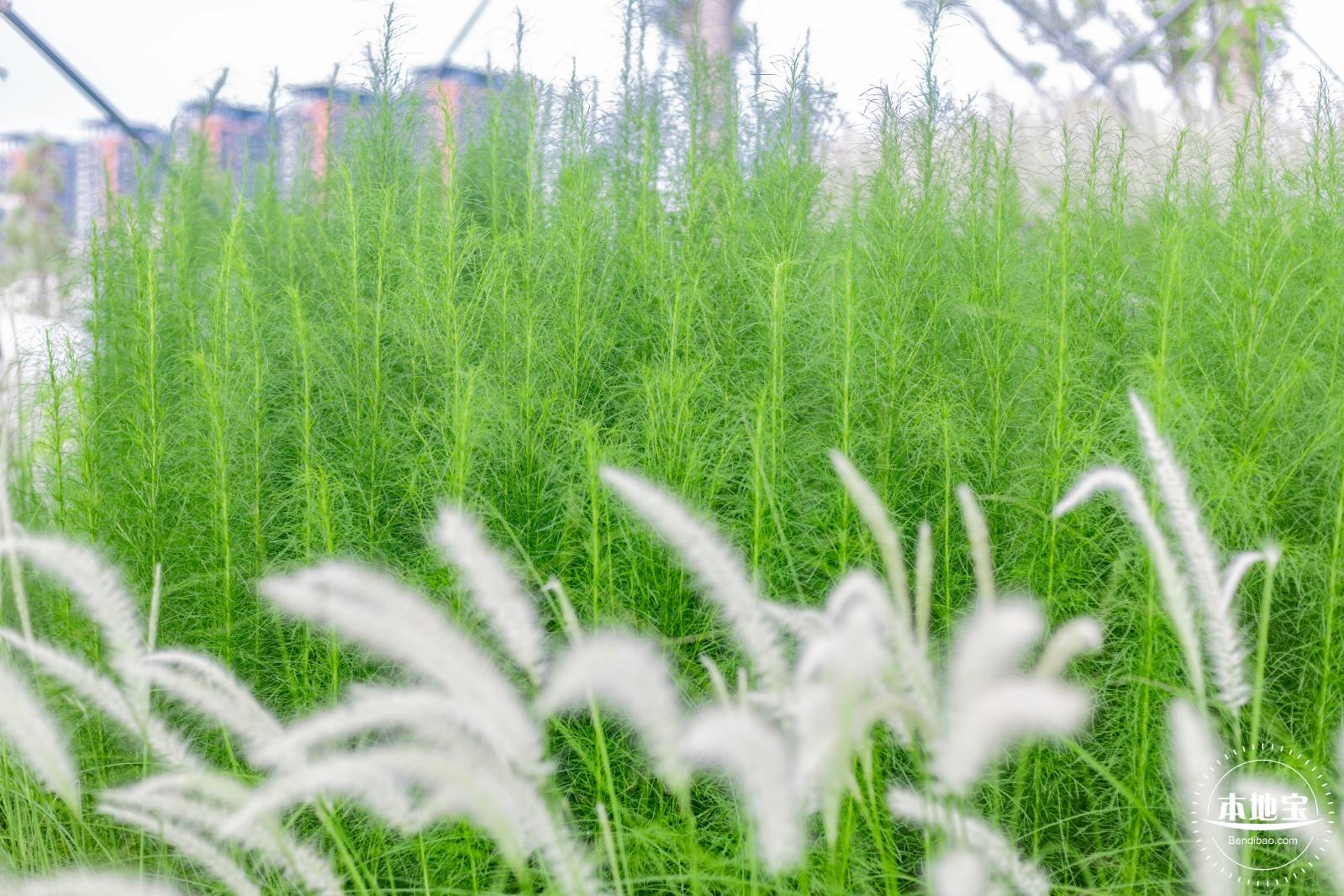 桂湾公园