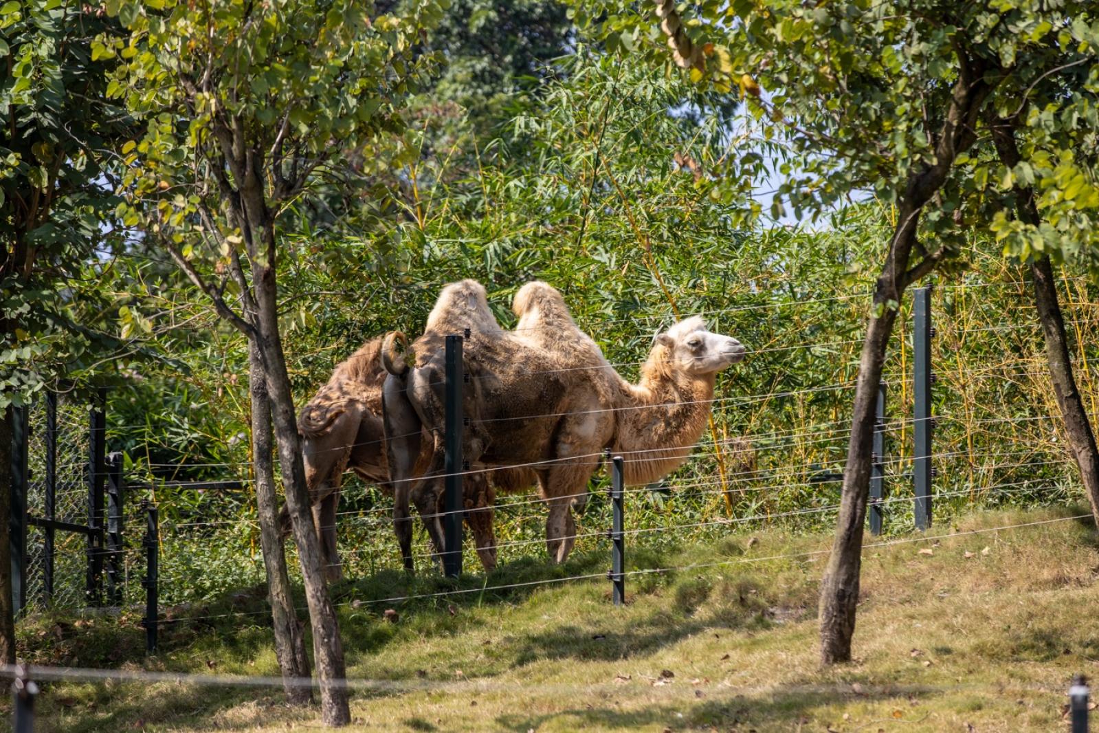 深圳野生动物园