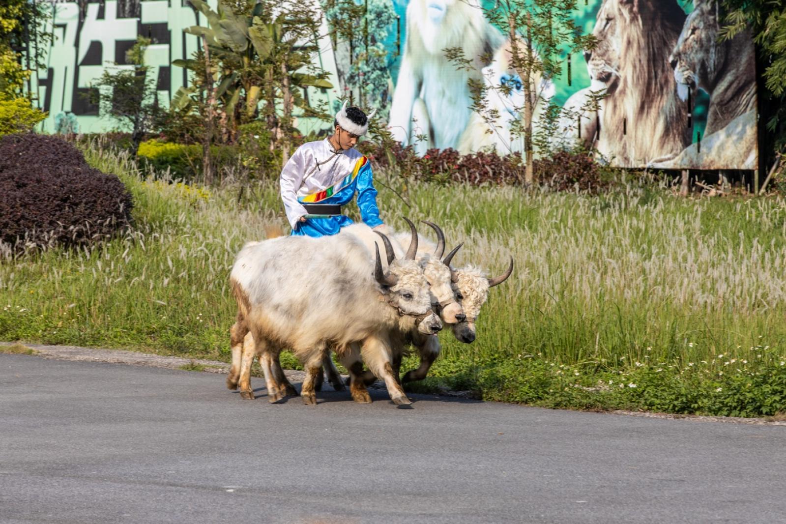 深圳野生动物园