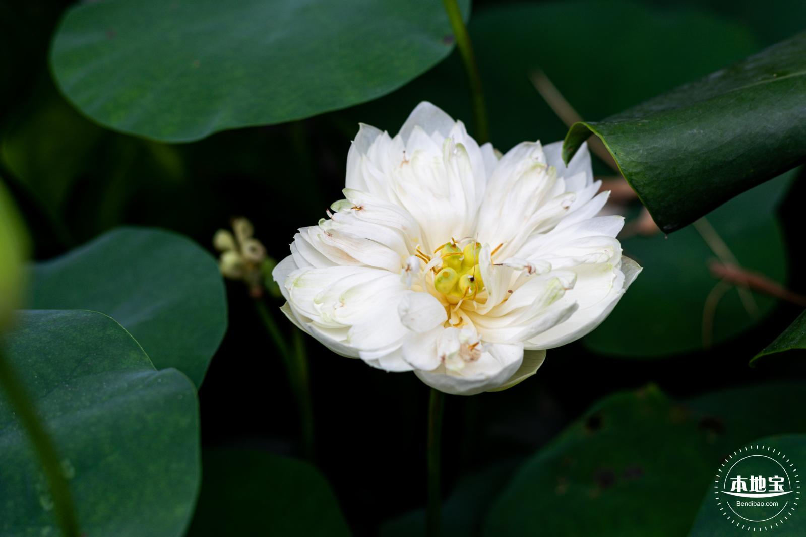 洪湖荷花