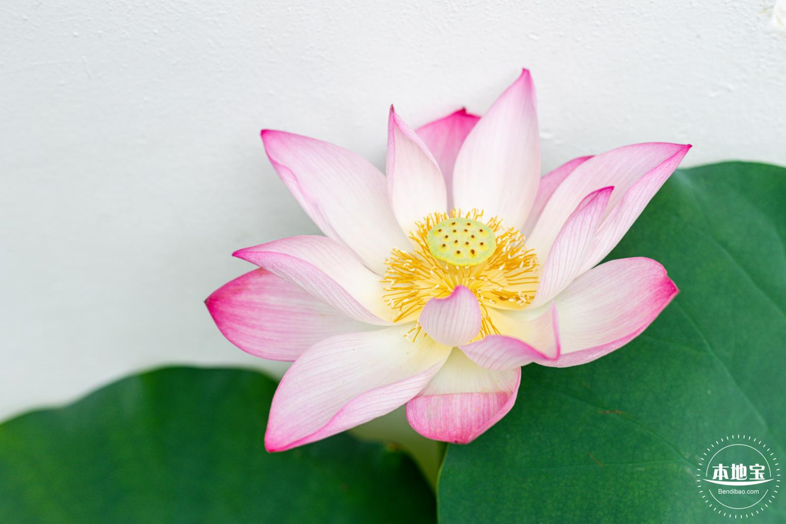 洪湖荷花