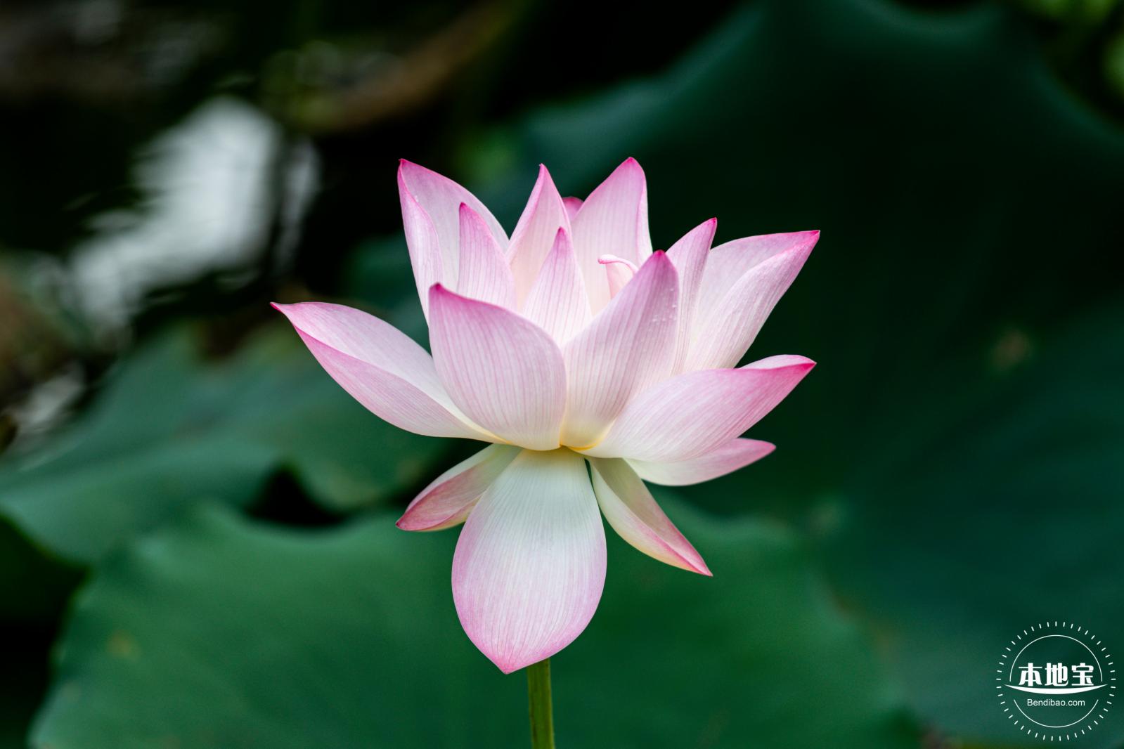 洪湖荷花