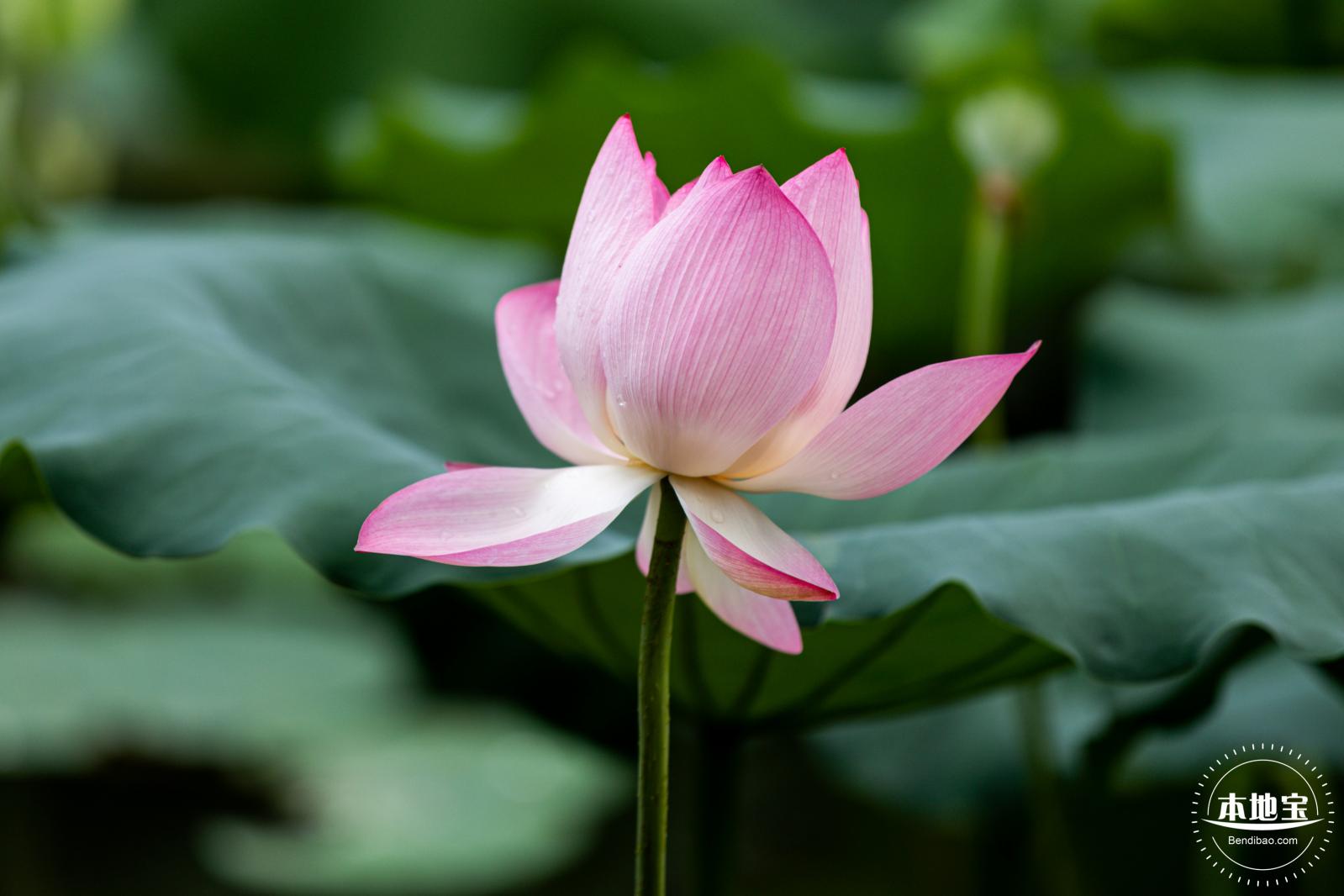 洪湖荷花