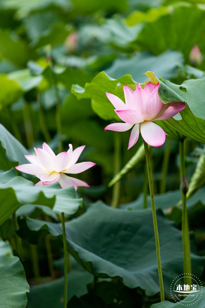 洪湖荷花