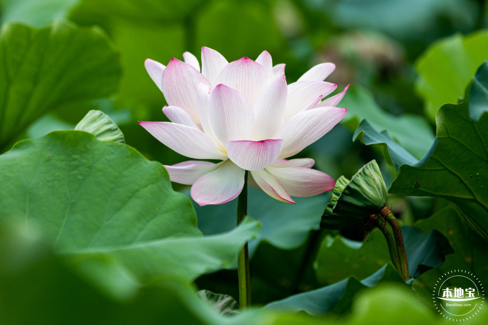 洪湖荷花