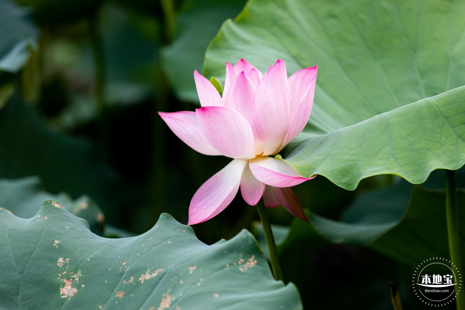 洪湖荷花