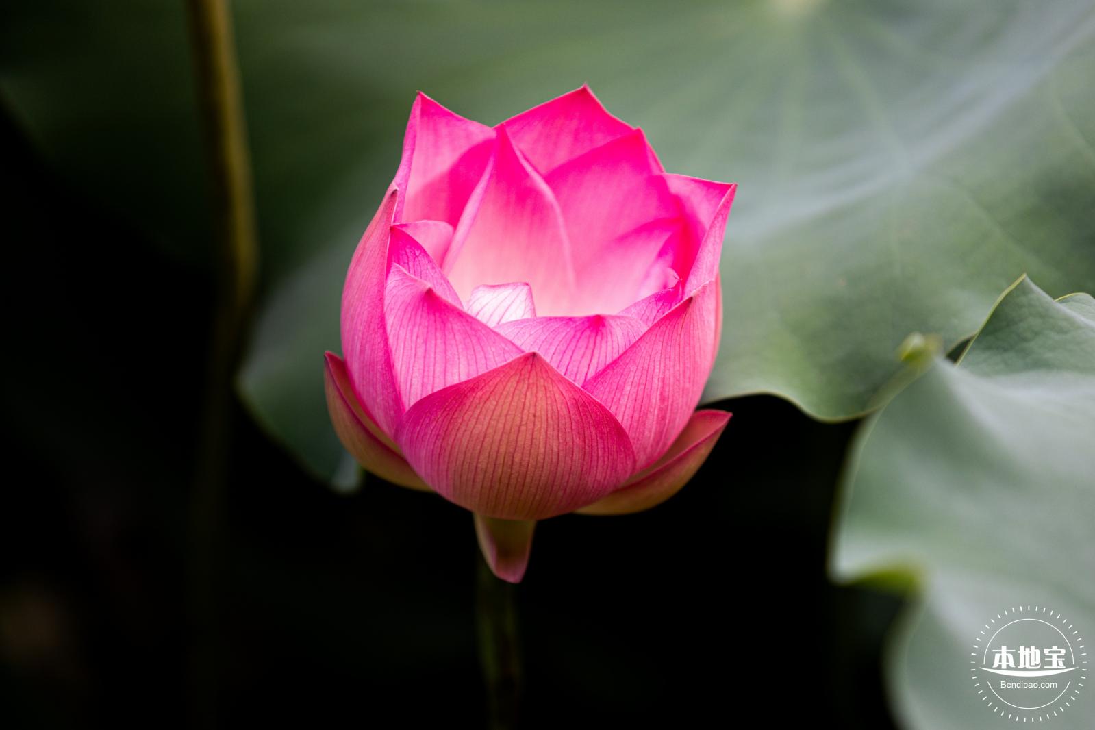 洪湖荷花