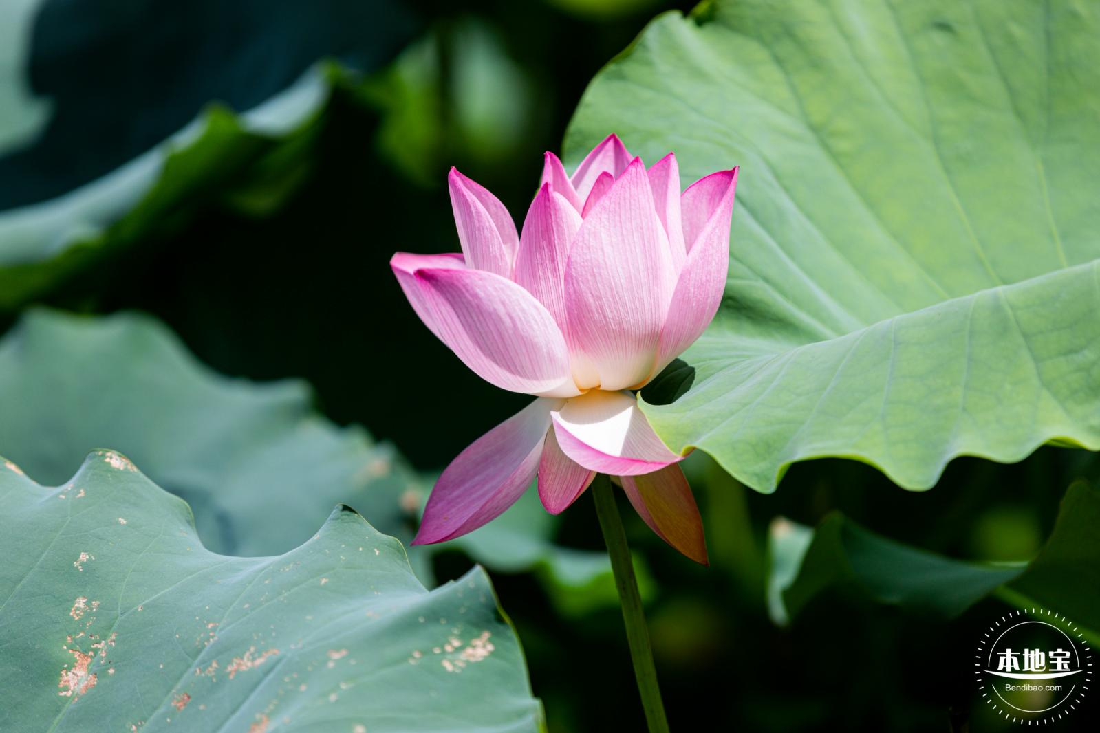 洪湖荷花
